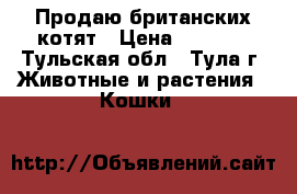 Продаю британских котят › Цена ­ 2 000 - Тульская обл., Тула г. Животные и растения » Кошки   